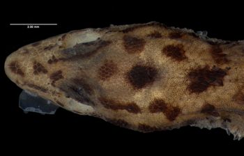 Media type: image;   Herpetology R-81036